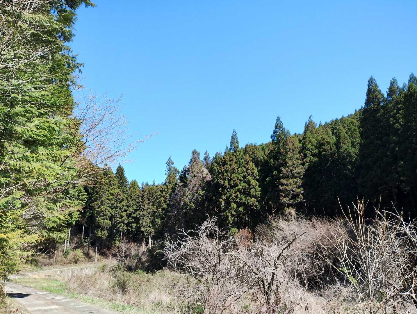 快晴でしたので林道歩きも気持ち良く、全く苦になりませんでした☀️
歩いていると登山口の駐車場に向かう車が4台通り過ぎました✨Uターンして戻って来る車はいませんでしたので空きがあって良かったね〜…などと思いながらてくてく歩きました🤗