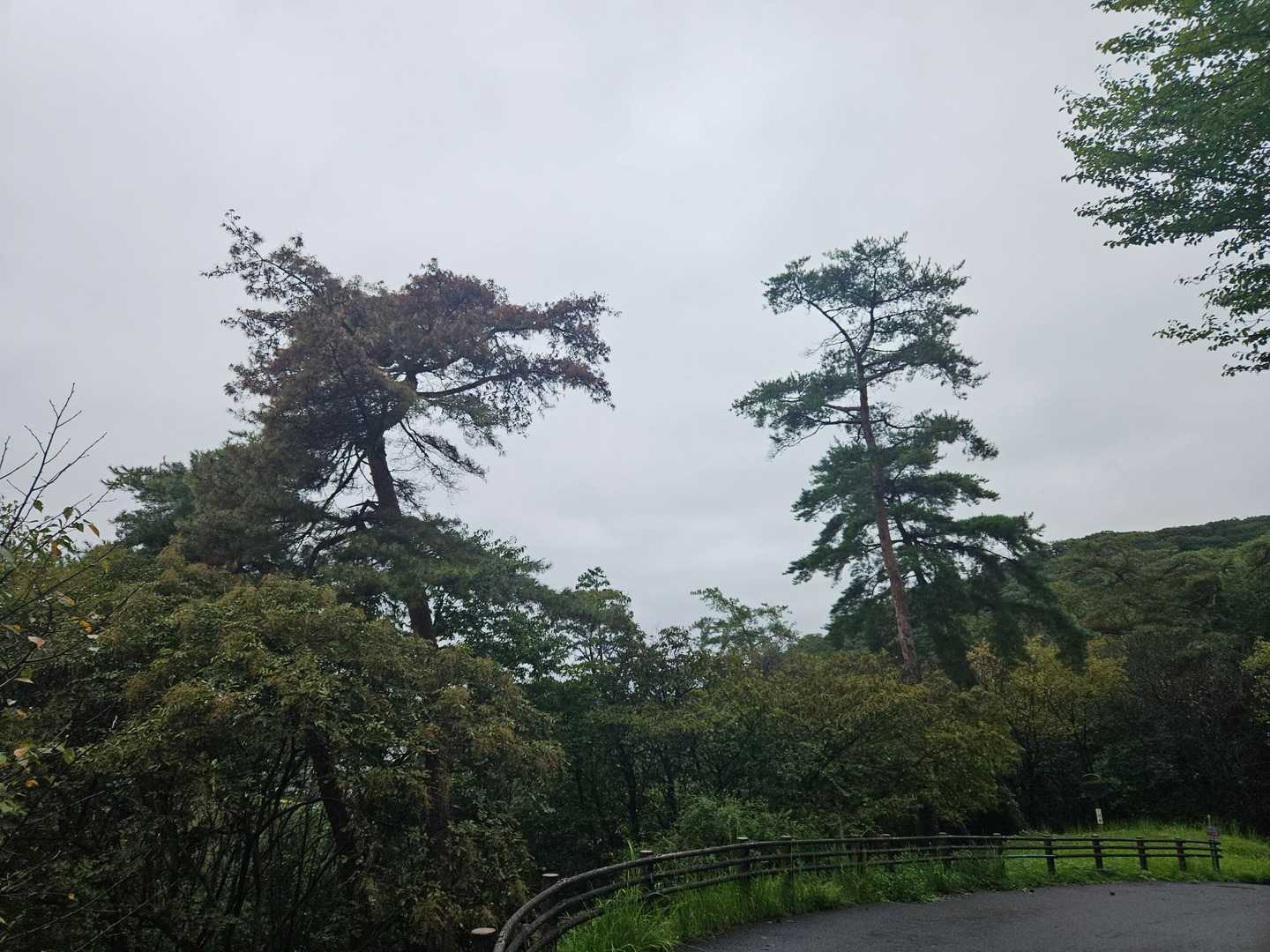いつもの木,左側の木が元気無さそうな