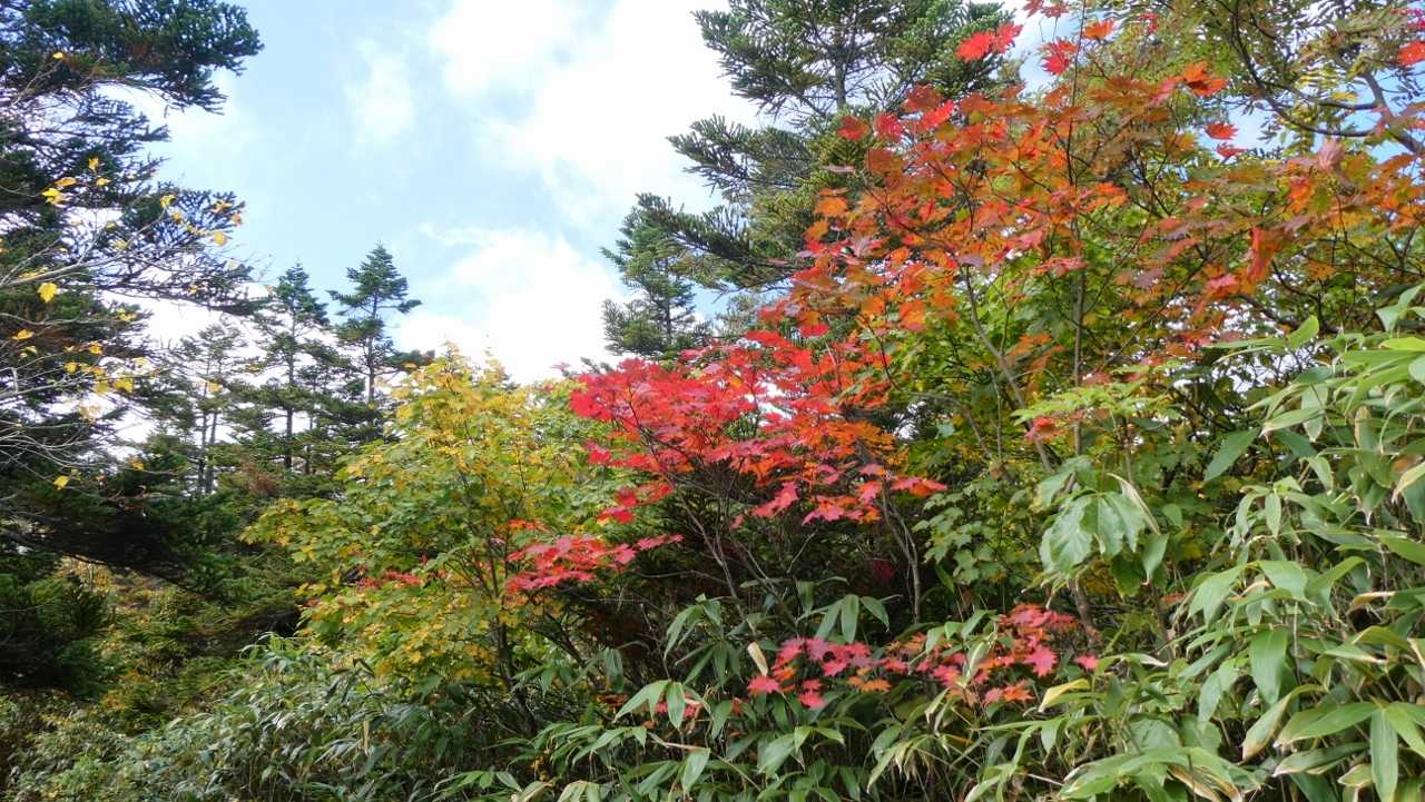裏岩手連峰登山口-畚岳-諸檜岳-前諸桧-嶮岨森-大深岳-小 縦走コースの写真