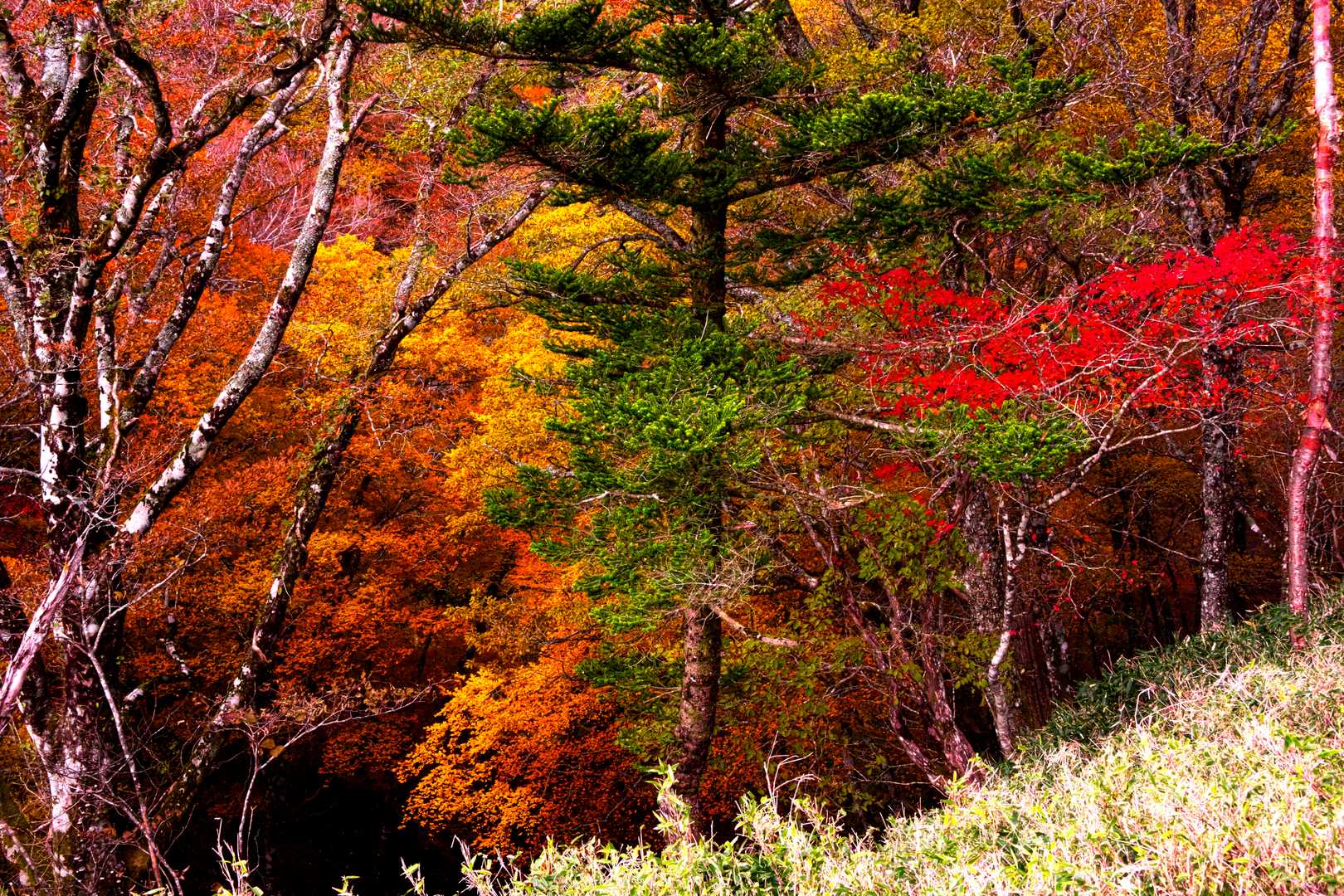 落合峠-落禿-前烏帽子山-寒峰 往復コースの写真