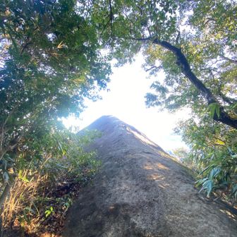 こんな形で象の背