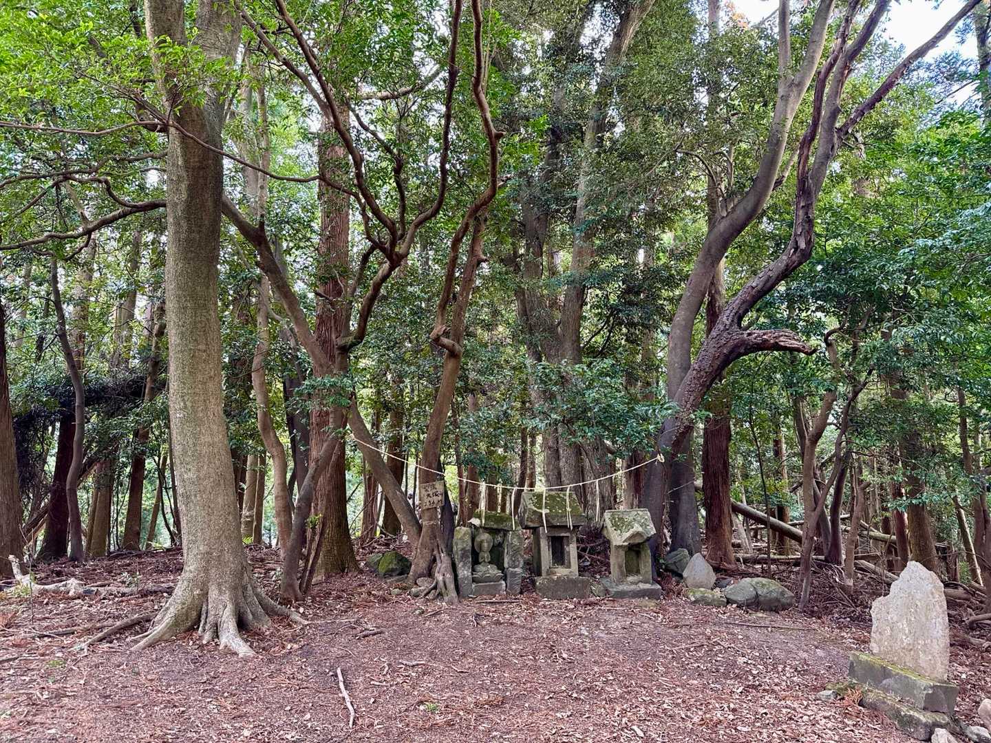 はい❗️標高234m「大塚山」登頂‼️
