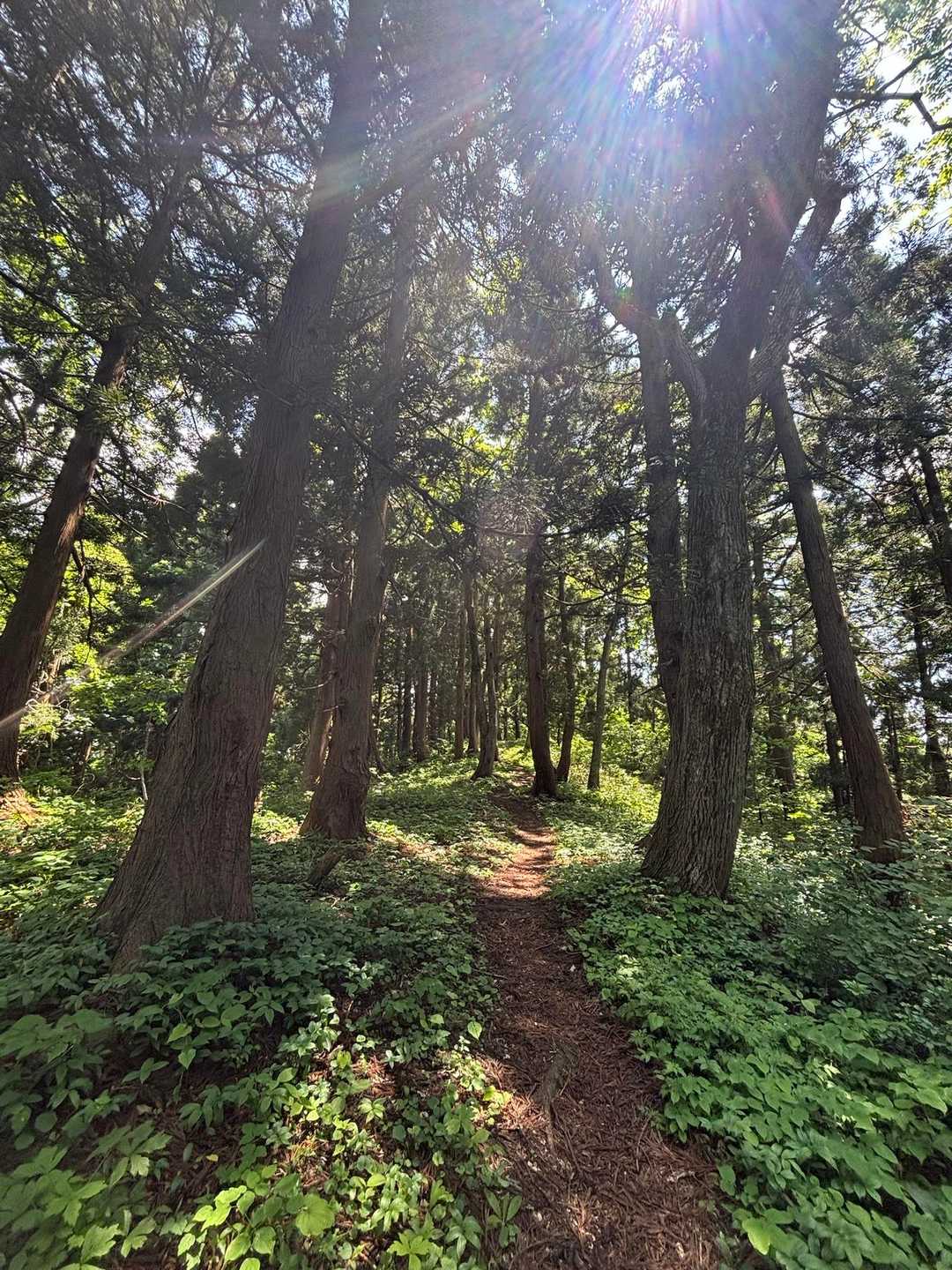 尾根道は綺麗な杉林🤩