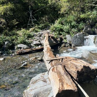 ここも橋が壊れていますが、木の上を歩きます