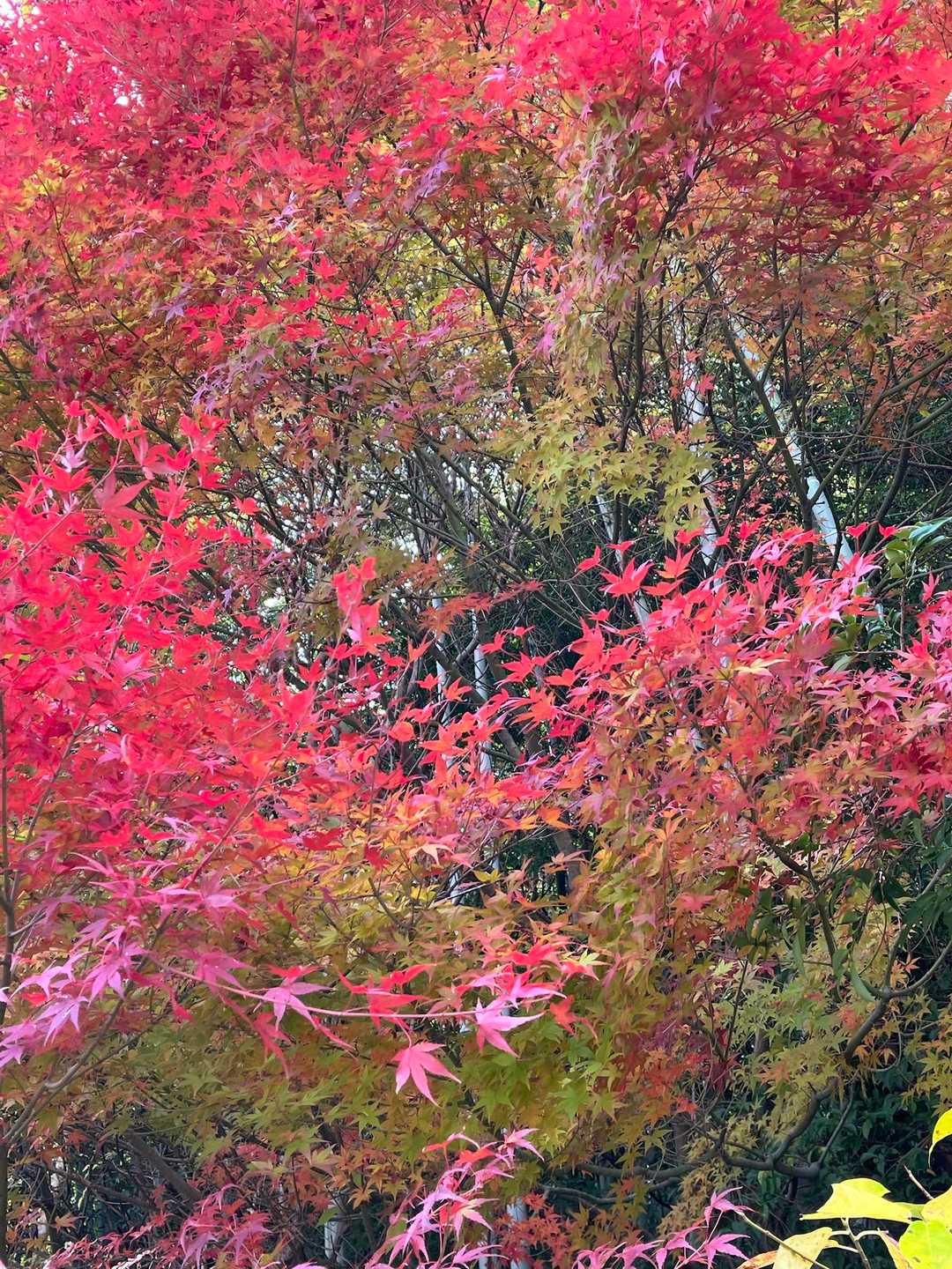 グラデーションが素敵💓