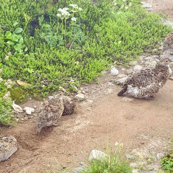 木道のとこに雷鳥がいたとの情報をもらって、
帰りに期待。
ふと見たら、すぐ前に😳ｱﾗｯ

お母さんと少し大きくなった子供たちが４羽。
