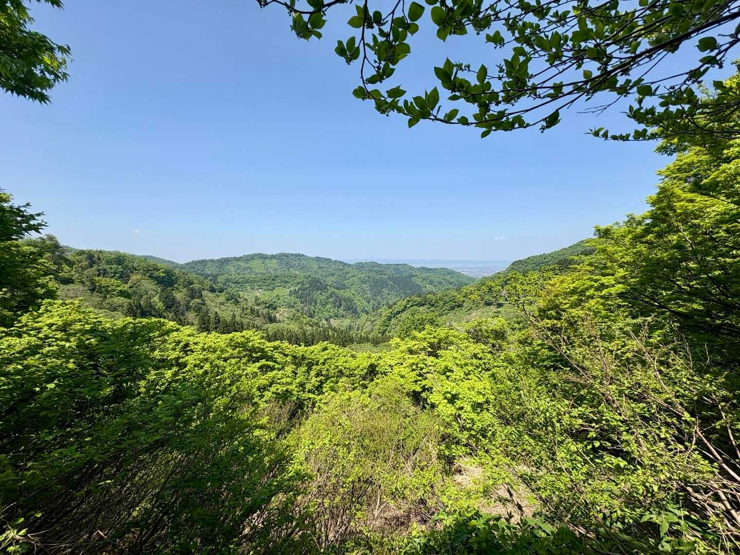 新緑が眩しい、良いお天気です☀️