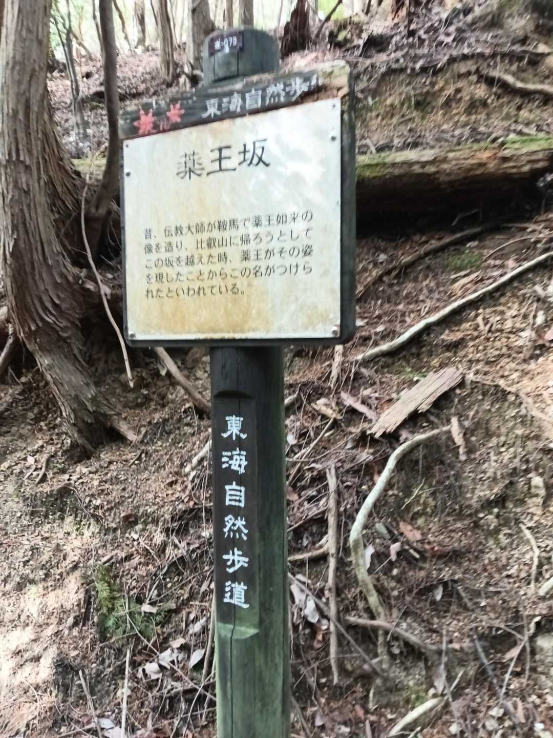 このへん落ち葉が多くて一度ｽｯﾃﾝｺﾛﾘﾝしました😅