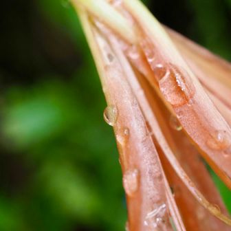 朝すこし雨が降ったようです