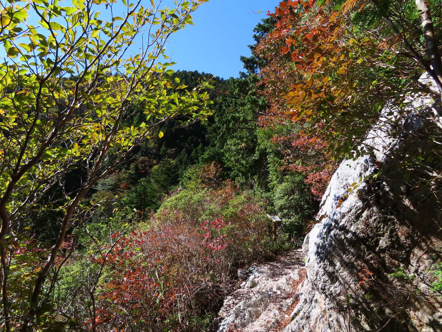 ヤッホーポイント周辺の紅葉