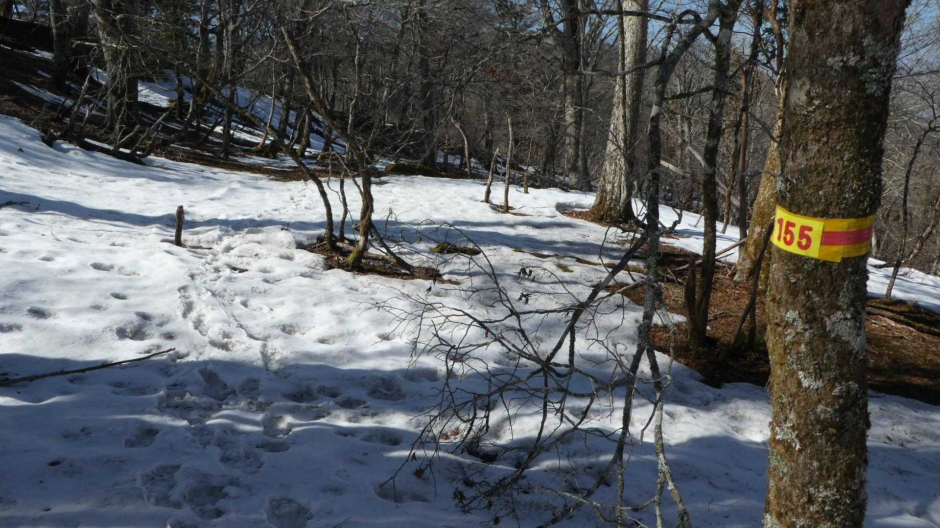 広河原登山口-国見岳 往復コースの写真