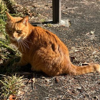 猫🐈ちゃん🥰
あやうく出演料（チュール）取られそうでした😂🌷