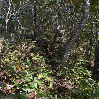 この感じの里山だと、この脇道に入るのはちょっと勇気いりますね