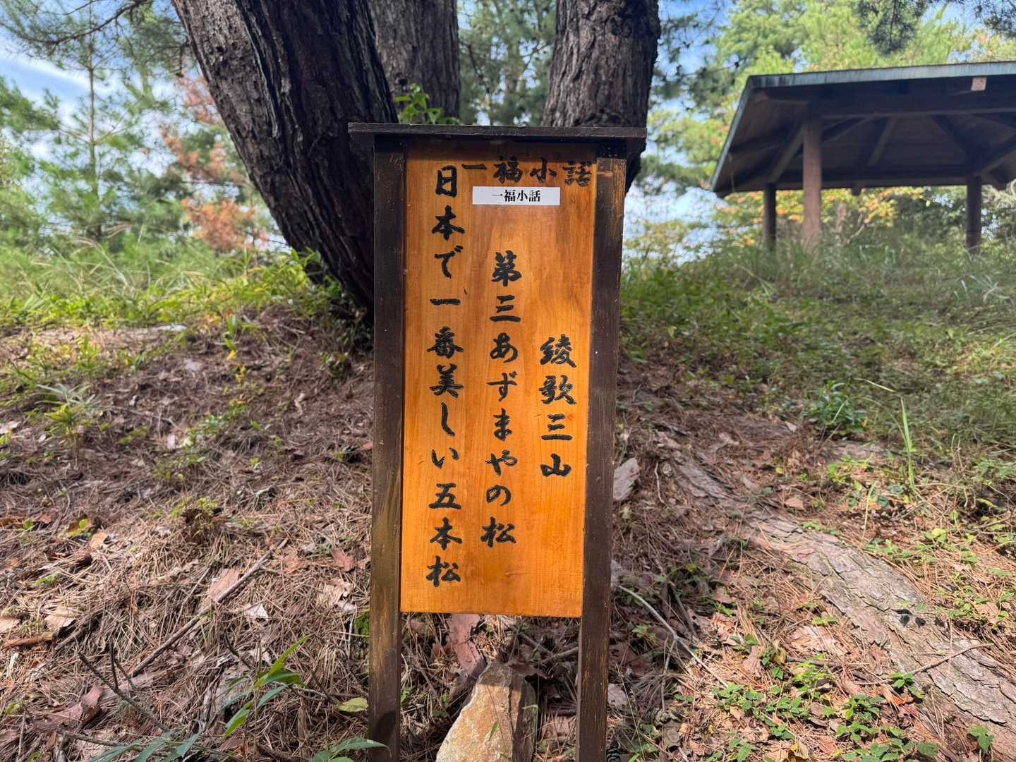 日本で一番美しい五本松は