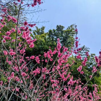 紅梅満開です✨