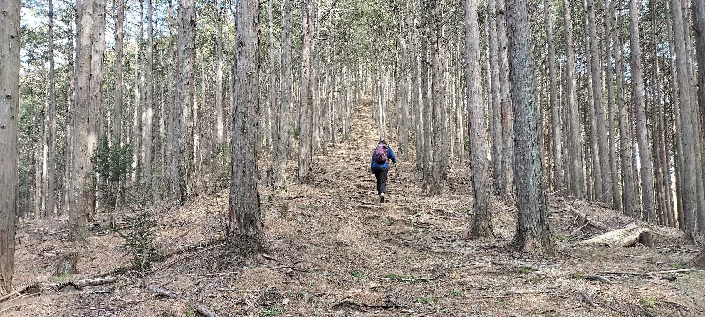 赤雪山登山口-赤雪山 往復コースの写真