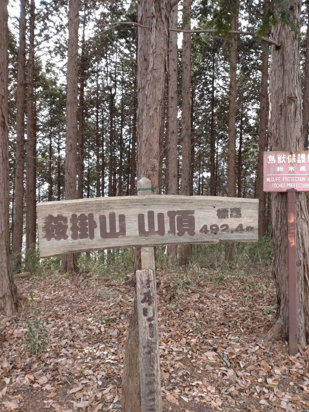 長倉山-鞍掛山-シゲト山-猪倉峠 周回コースの写真