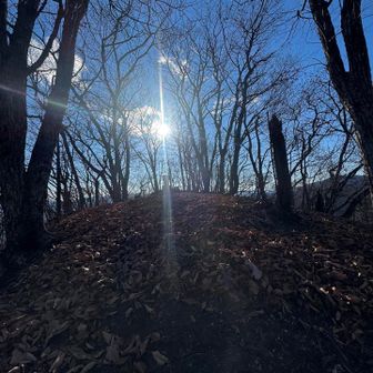 ただ山頂まではあっという間です