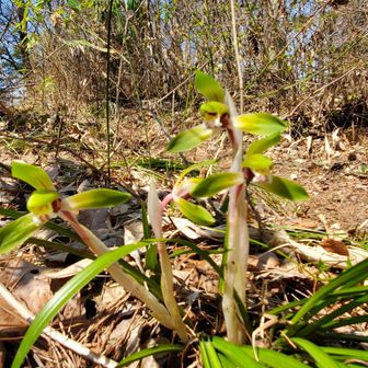 シュンラン！！
