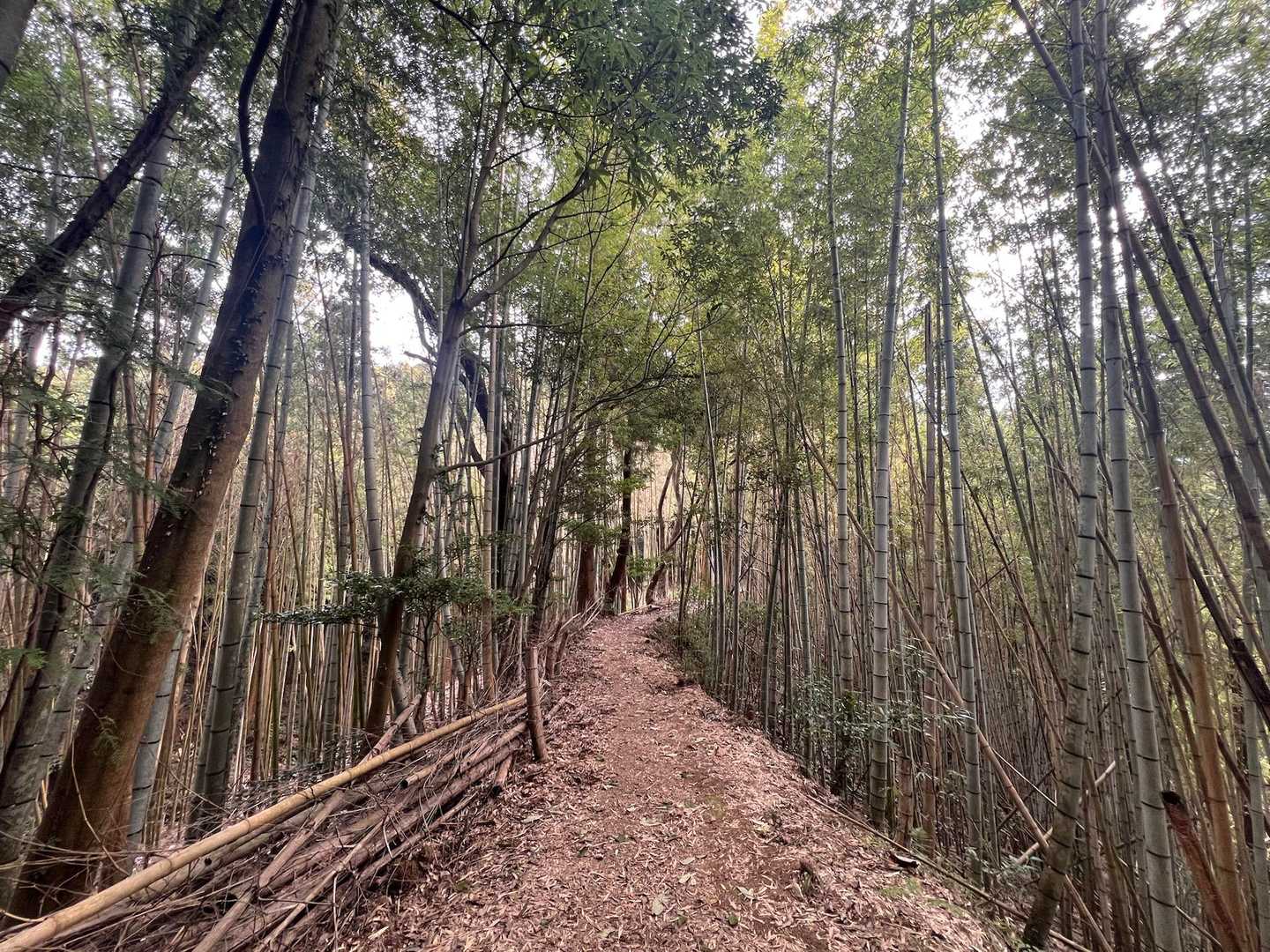 竹林の道を抜けて