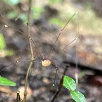何度も踏んづけそうになったくも🕷️
いたるところで足元を歩いていました