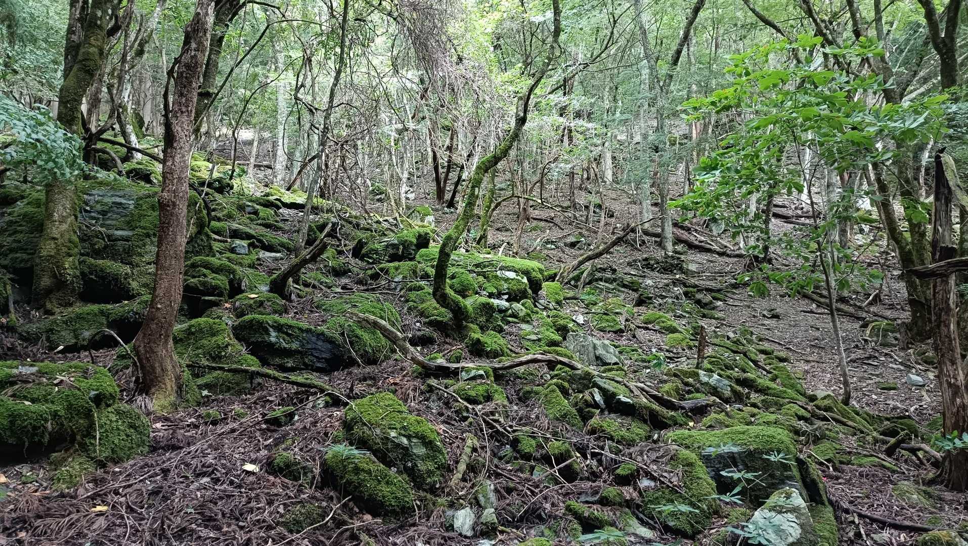 このあたりから自然林に🌳