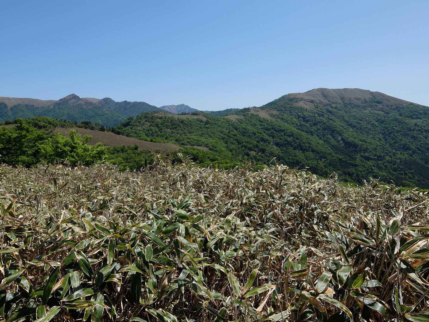 矢筈峠-綱附森 往復コースの写真