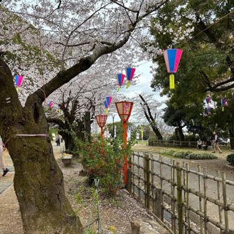 桜祭り中〜