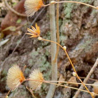 コウヤボウキ
芽吹く準備万端‪🧡‬‪