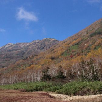 ここもダケカンバの幹が目立って綺麗