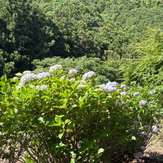 紫陽花が咲いてました
