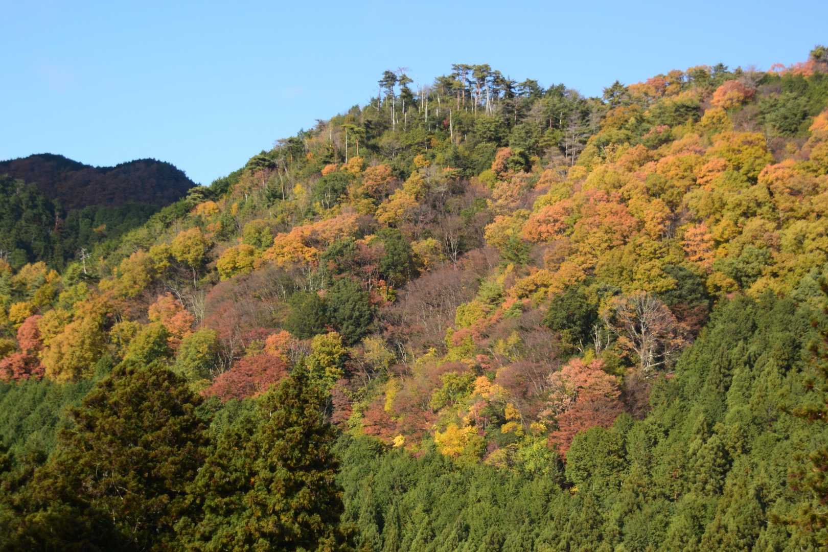 錦織なす風景