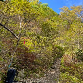 キツイとこは終わった!!
道が分かれてるが､一方は藪漕ぎ急登っぽい｡
一休みして､後はゆるゆる登るだけ👣⸒⸒