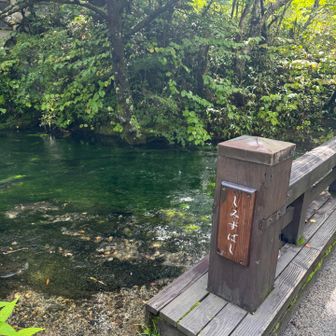 今日も藻が綺麗