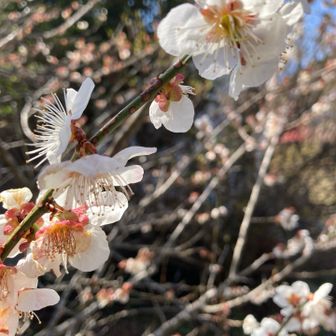 旧洗心館キャンプ場の梅