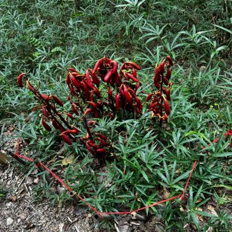 ツチアケビ
次は花が見たいなぁ