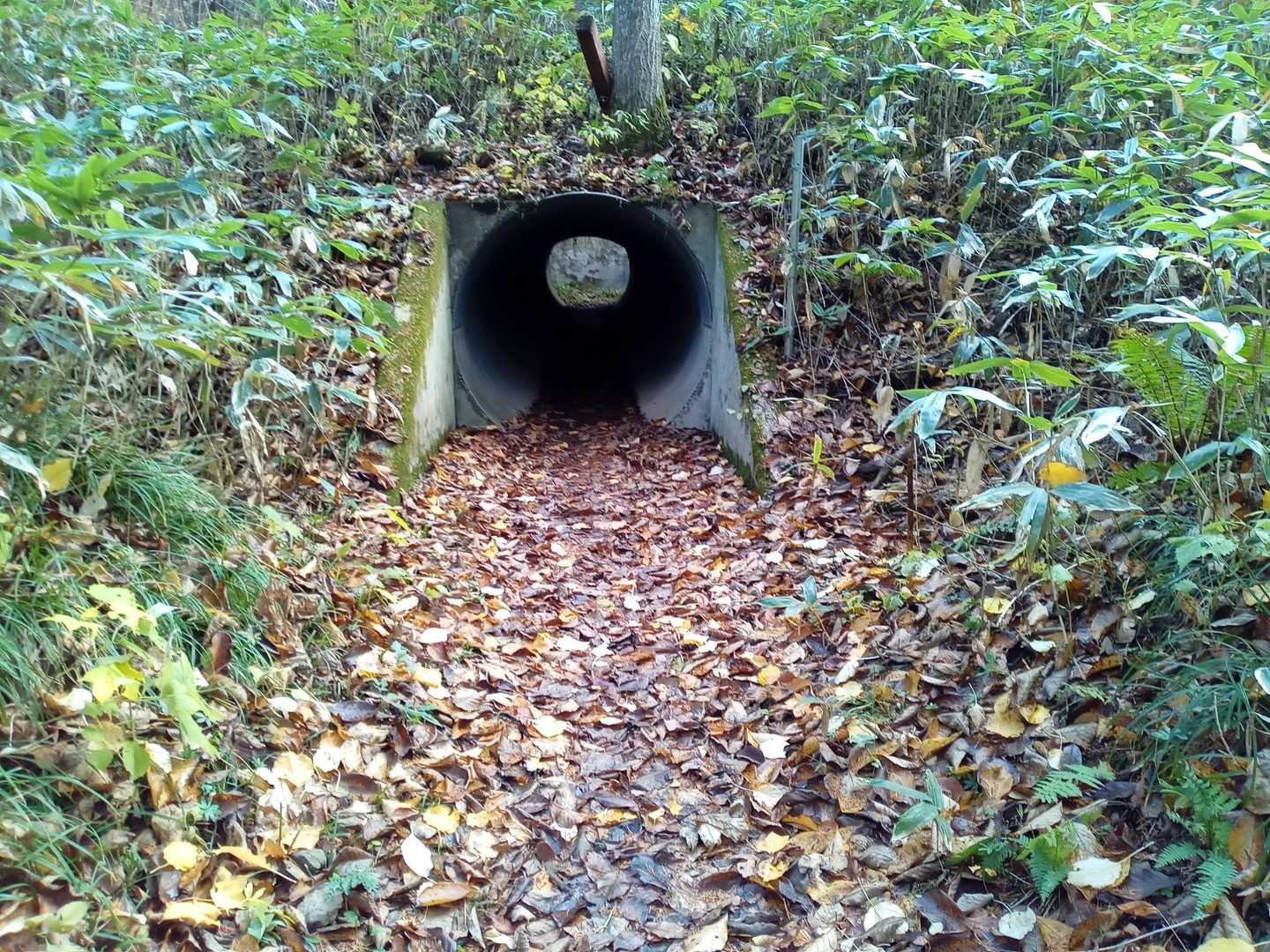 馬追の名水登山口-瀞台 周回コースの写真