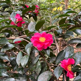 今が盛りでした。