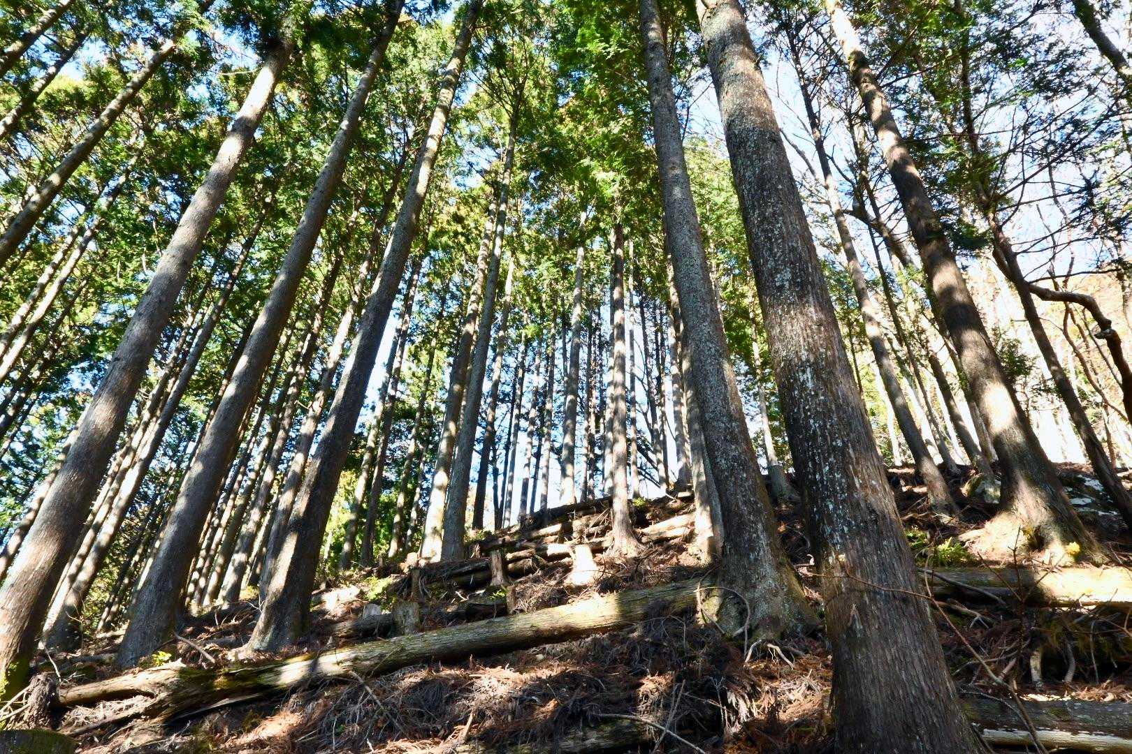 過去にこの山は登るたびに「キツイ」とか「何パーミルだ？」とか書いている。
実際、見上げる角度が高いので、背後に倒れそうになる。