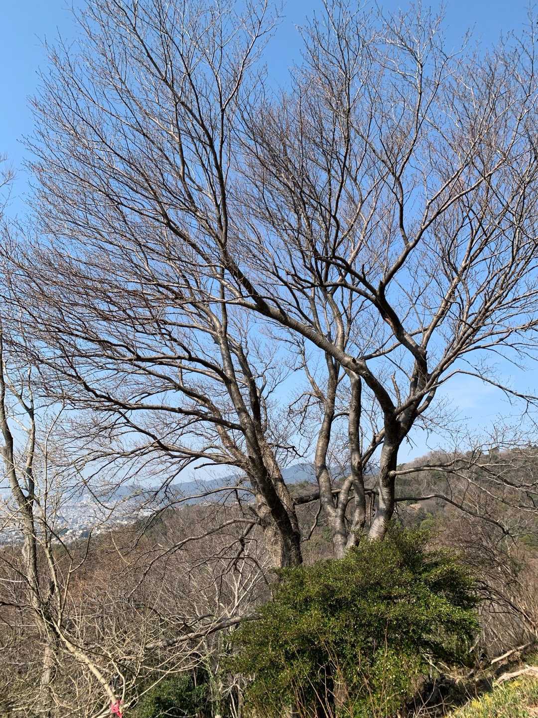 桜の時期になったらまた来よう
