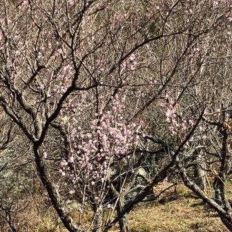 湯河原梅林。まだこれからだね。駐車場は混んでた。