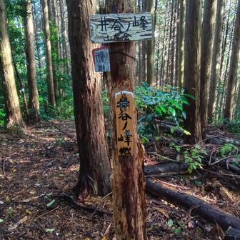 井谷丿峰 到着☝️