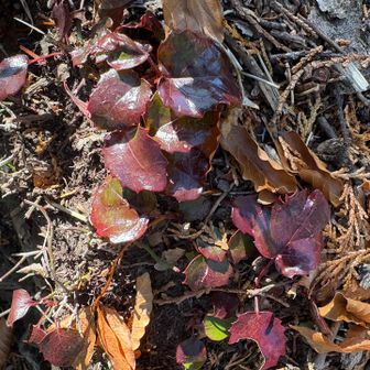 イワカガミかな⁈春に沢山咲くようです♪
屏風岩の縁のような所を進む。立木があるのでつかまりながら…怖いところはなかったが傾斜