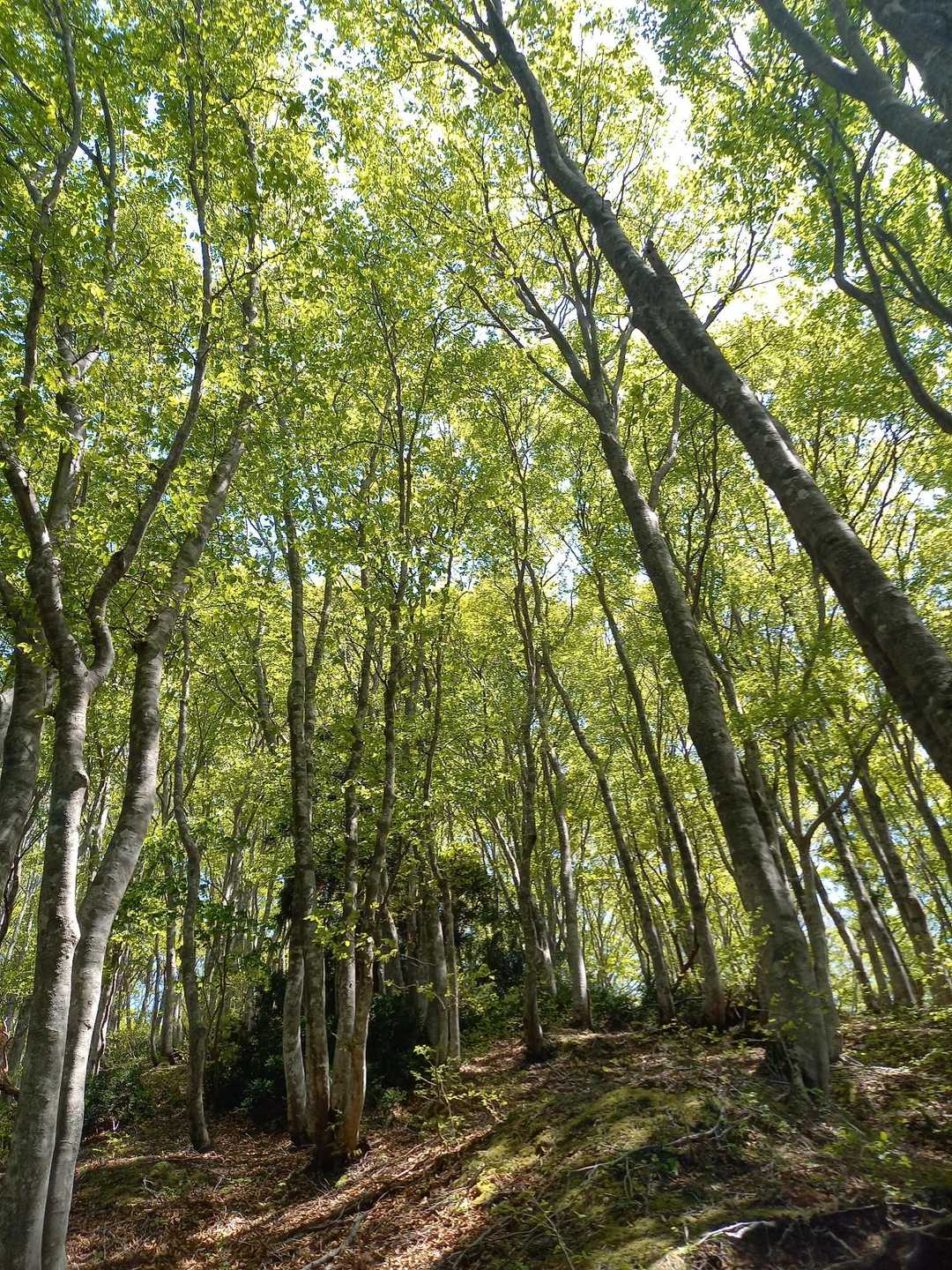 さあ下山
新緑🌱をしっかり目に収め