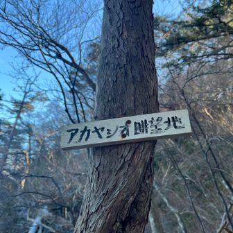 アカヤシオがたくさん咲くらしい🌸