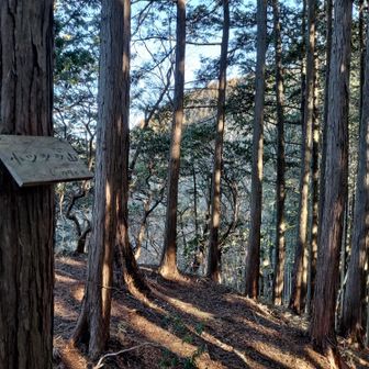 ツツジ新道登山口からつづら折れに進んだら、尾根ルートに合流

合流ポイントに着くと、尾根通しで登ってきた先行者あり
何度か山で挨拶を交わした人でした
顔を覚えてないから、毎回同じ事をするw

最初のピーク『小ツツジ山』は、エゲツナイ急登でした😮‍💨
急登好きだけど、ロング3日目は食傷気味😑