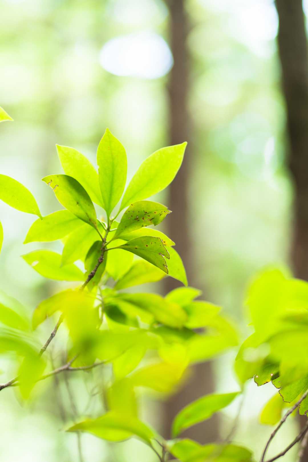 まだまだ真夏の木々