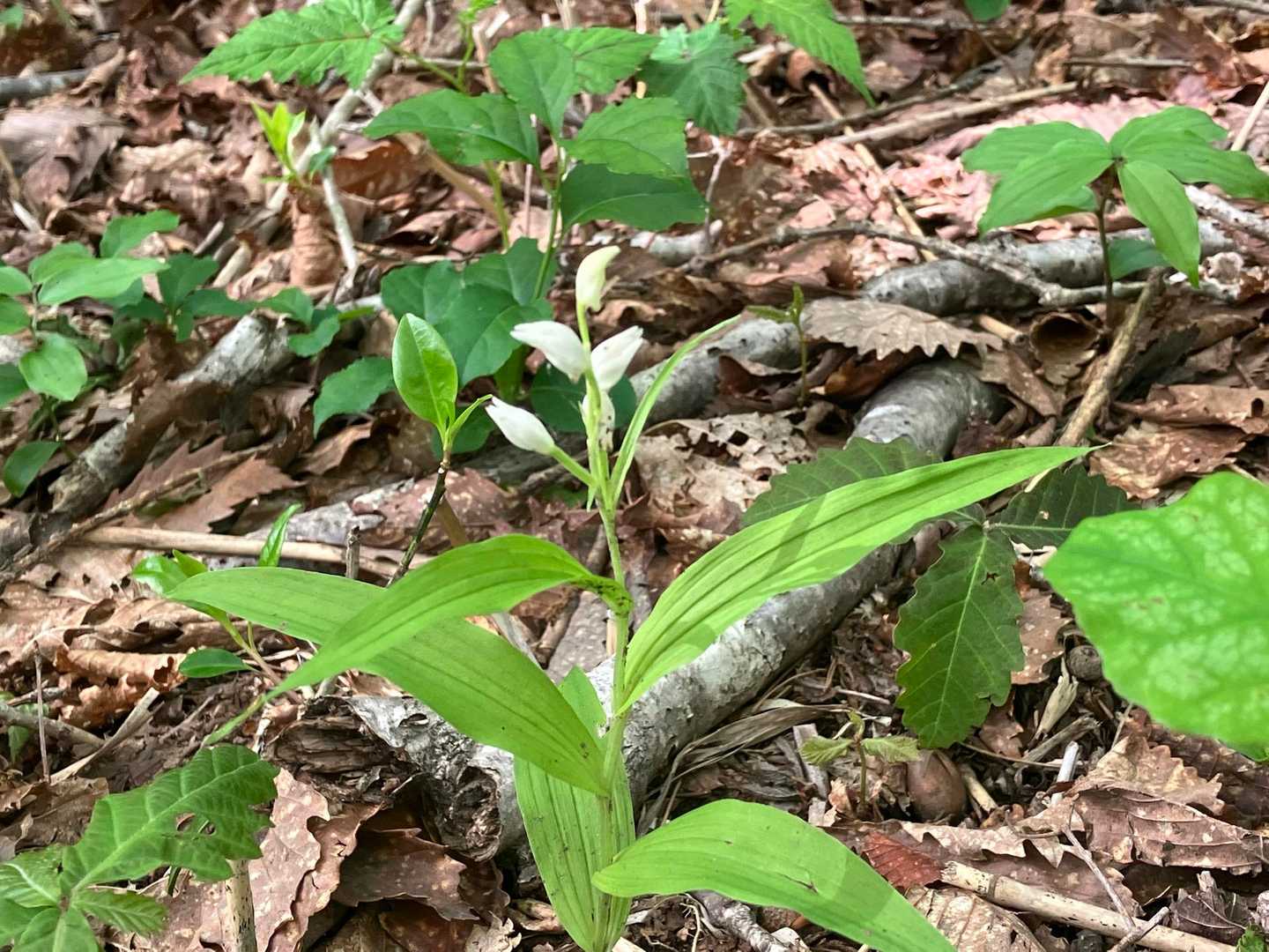 登山道に入るとギンラン、