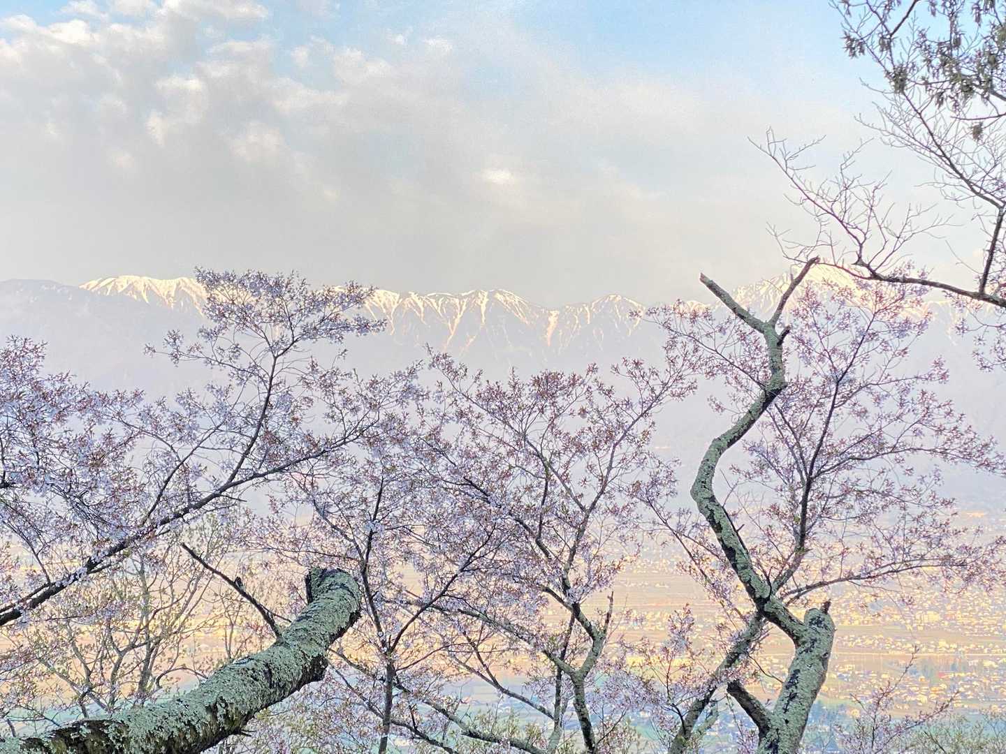 中腹あたりで桜＆北アルプスが見渡せるよ