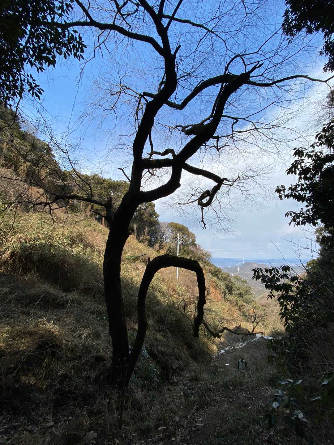 地蔵尊前にある古木の山桜。
地元の方でしょうか？桜が咲く頃に見に来て下さい！と言われてました👈前を行く男性３人に！😆
後ろにいた私もとりあえず、お辞儀をして通りました。
